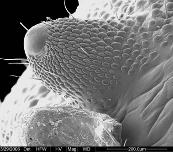 Media type: image; Invertebrate Zoology 133769